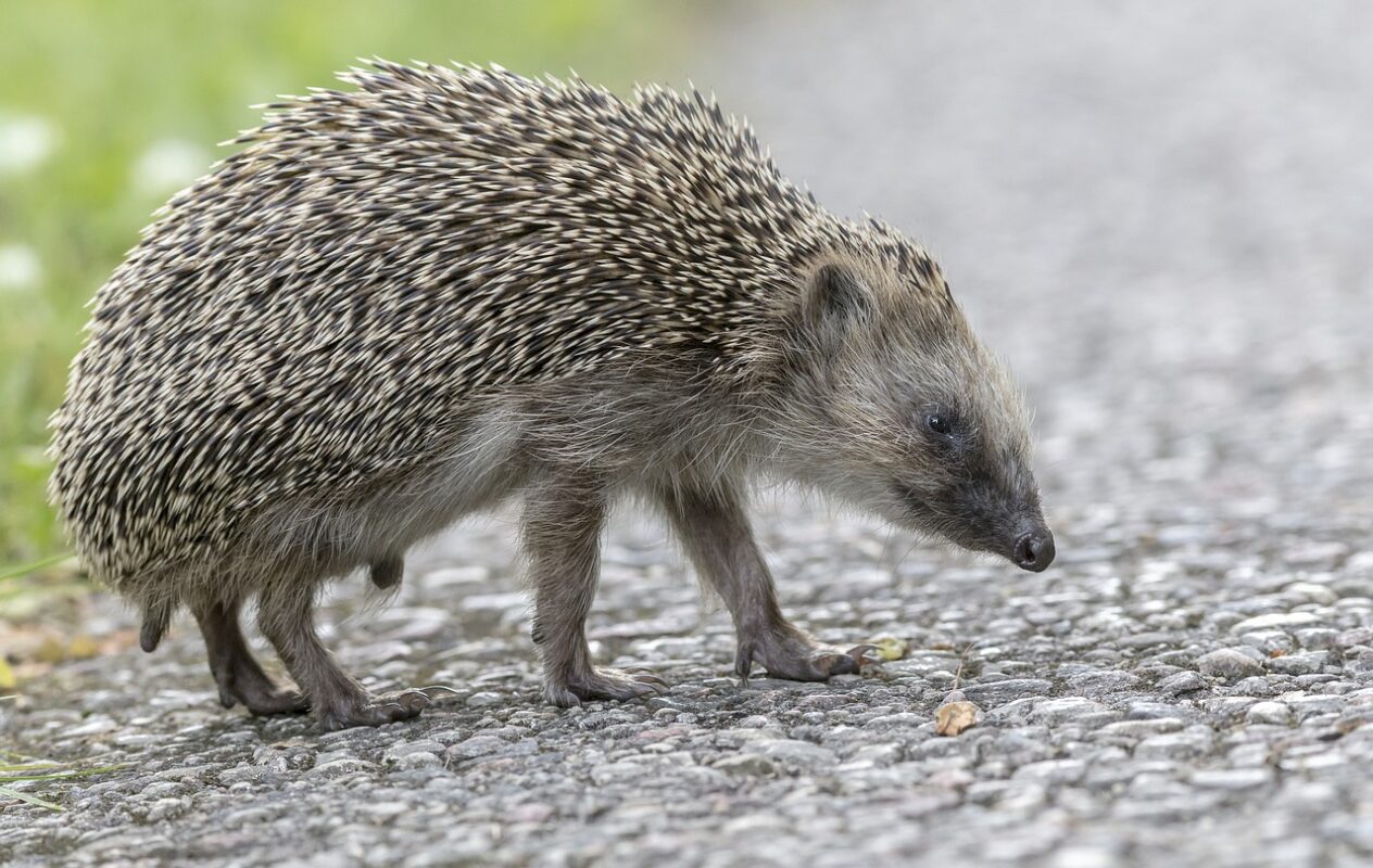 Bild des Elends: Ein todkranker Igel