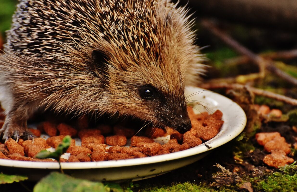 Igel mit Trockenfutter