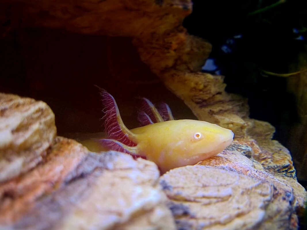 Ein Goldalbino-Axolotl schaut aus seiner Höhle heraus