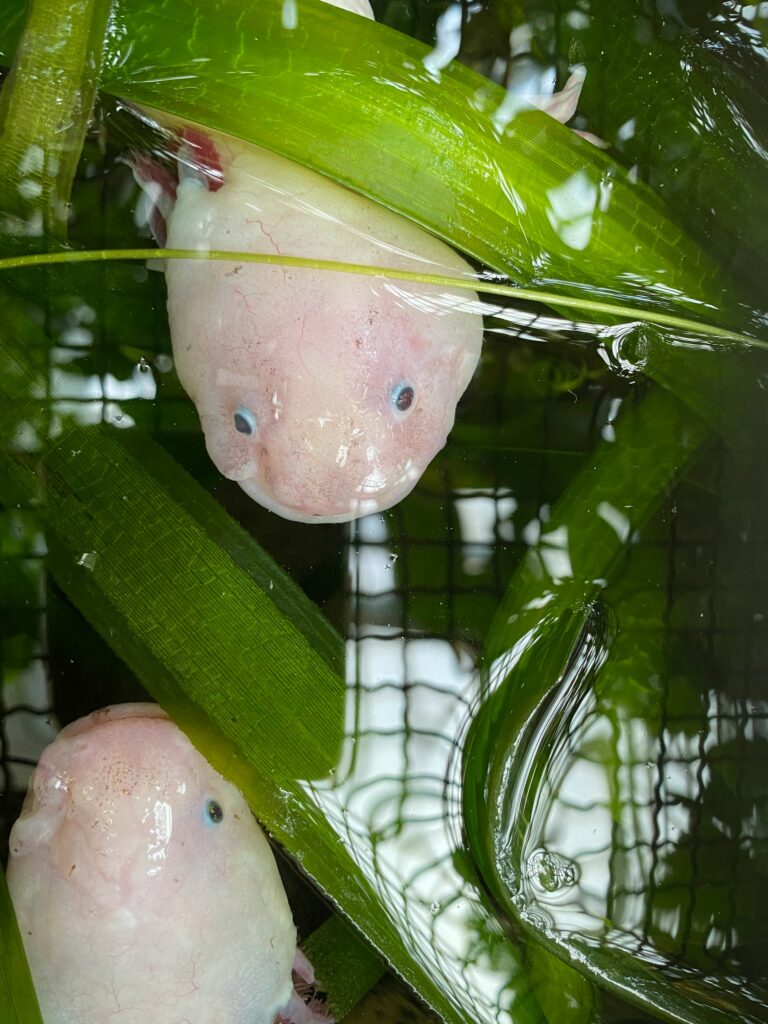 Zwei Weißlinge, die an der Oberfläche zwischen Wasserpflanzen schwimmen