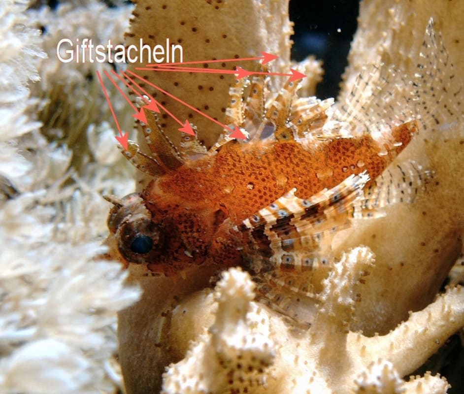 Pfauenaugen-Zwergfeuerfisch im Meerwasseraquarium