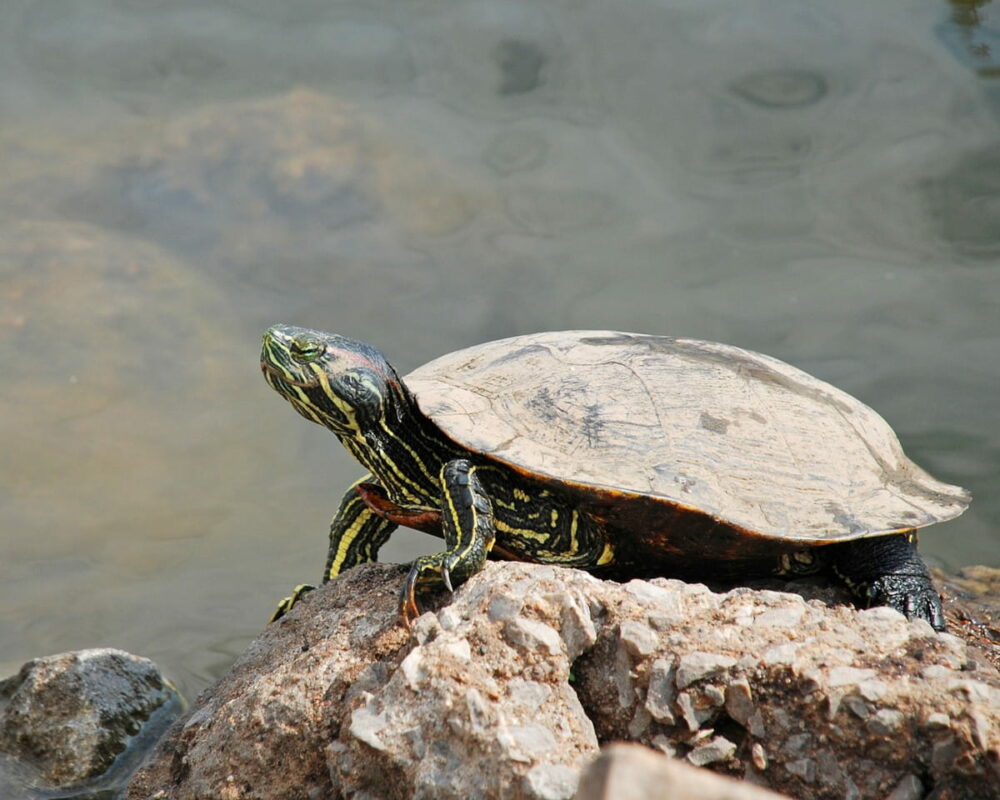 Eine Schmuckschildkröte sonnt sich auf einem Stein